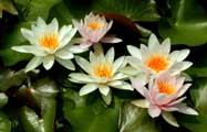 waterlily