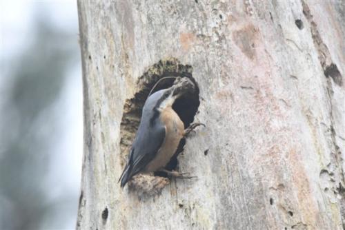 Nuthatch preparing a nest in a dead pine tree, applying mud to reduce hole diameter to deter predators